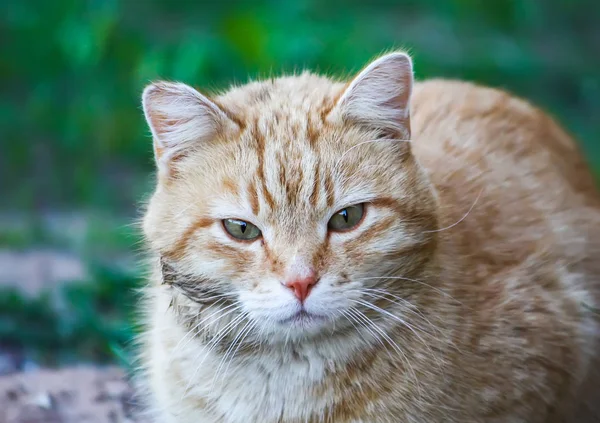 Ung Aktiv Röd Katt Med Gröna Ögon Sommaren Gräs Bakgrund — Stockfoto