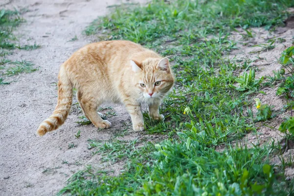 Fiatal Aktív Vörös Macska Zöld Szeme Nyári Háttér Egy Ország — Stock Fotó