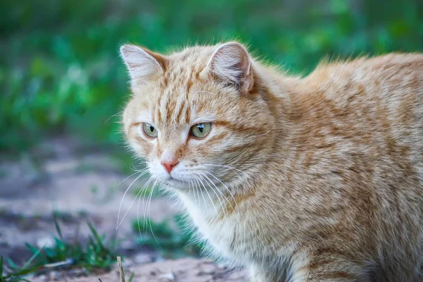 Ung Aktiv Röd Katt Med Gröna Ögon Sommaren Gräs Bakgrund — Stockfoto