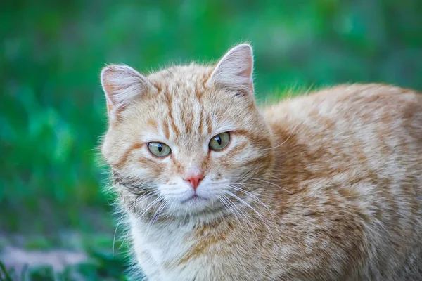 Ung Aktiv Röd Katt Med Gröna Ögon Sommaren Gräs Bakgrund — Stockfoto