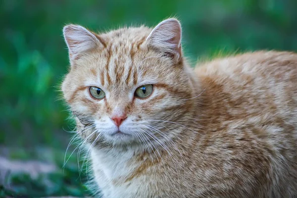 Ung Aktiv Röd Katt Med Gröna Ögon Sommaren Gräs Bakgrund — Stockfoto