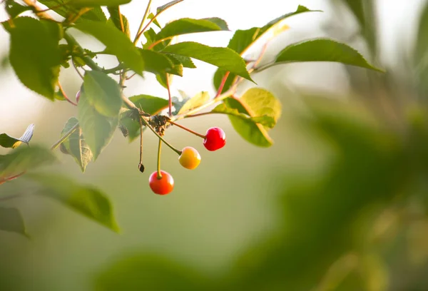 Ripe Red Cherries Cherry Tree Branch Summer Park — Stock Photo, Image