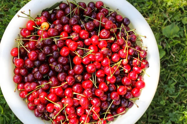 Ripe Red Sweet Cherries Stalks Close — Stock Photo, Image