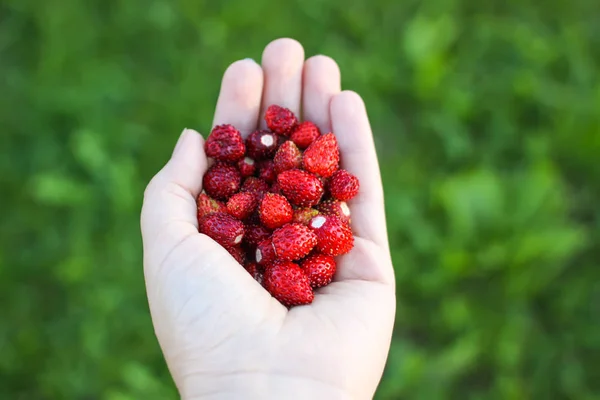 Maturi Fragole Foresta Rosse Dolci Una Mano Vicino — Foto Stock