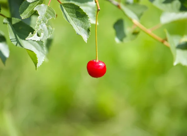 Ripe Red Cherries Cherry Tree Branch Summer Park — Stock Photo, Image