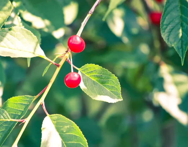 Reife Rote Kirschen Auf Kirschbaumzweig Sommerpark — Stockfoto