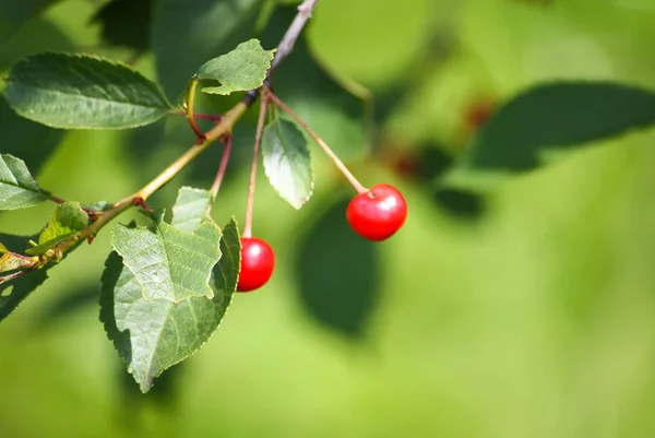 Reife Rote Kirschen Auf Kirschbaumzweig Sommerpark — Stockfoto