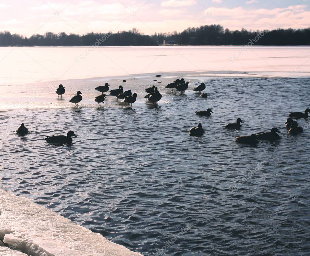 Wild ducks swimming on the river Daugava at winter in Riga, Latvia, East Europe.