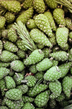 Yeşil köknar ağacı konileri ev yapımı şurup pişirmeye hazırdır..