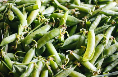 Yeşil köknar ağacı konileri ev yapımı şurup pişirmeye hazırdır..