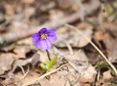 Güneş ışığı bir parkta blooming güzel bitkisi çiçeği bahar.