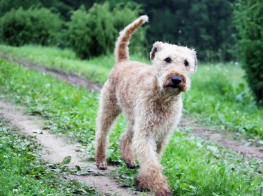 Genç aktif köpek yeşil yaz çimlerinde.