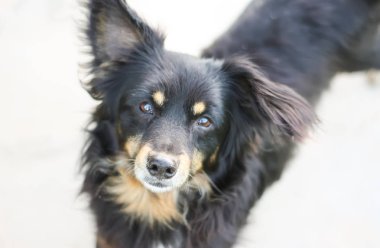 Genç aktif köpek dışarıda.