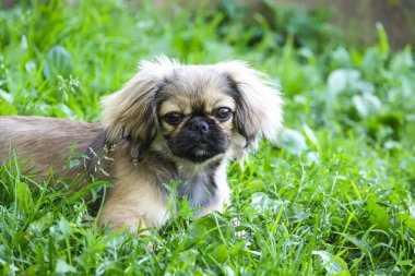 Yeşil yaz çimlerinde genç Pekin köpeği.