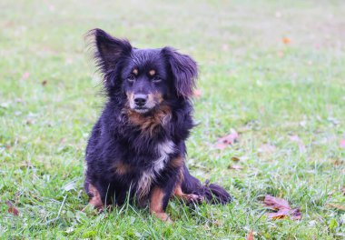 Genç safkan köpek güneşli bir sonbahar gününde çimlerin üzerinde..