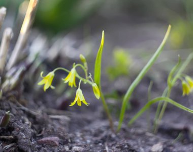 Ormanda küçük sarı Kaz soğanı çiçekleri (Gagea).
