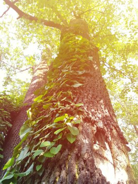 Ormandaki yeşil ağaç