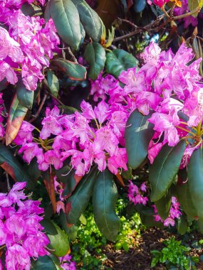 Güzel ormangülü bitki kokulu çiçeklerle bahar Parkı.