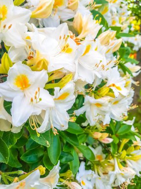 Güzel ormangülü bitki kokulu beyaz çiçekler Bahar park ile.
