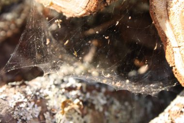 Odun yığını kış mevsimi için hazırlanıyor.