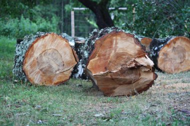 bir yığın üzerinde kıyılmış yakacak odun