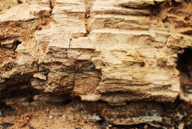 Yakacak odun arka planda. Yığınla yakacak odun.