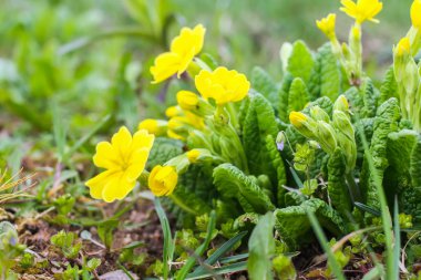 Parkta açan bahar sarısı primula çiçekleri..