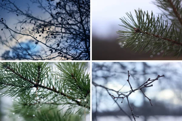 Bare Tree Branches Autumn Evening — 스톡 사진