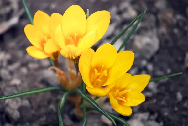 Όμορφο Κίτρινο Κρόκου Λουλούδια Ανθίζουν Ένα Πάρκο Στο Φως Του — Φωτογραφία Αρχείου