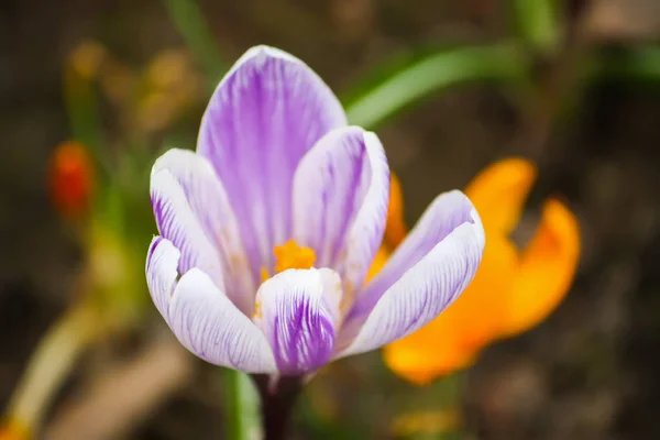 Printemps Belles Fleurs Crocus Fleurissant Dans Parc Lumière Soleil — Photo