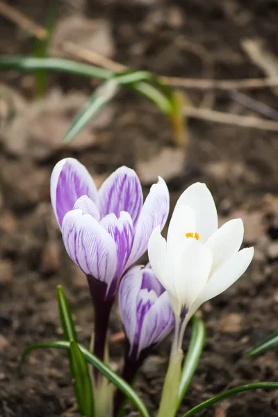 日光の下で公園に咲く春の美しいクロッカスの花 — ストック写真