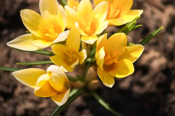 Gyönyörű Sárga Crocus Virágok Napfény Parkban Virágzó Tavasz — Stock Fotó