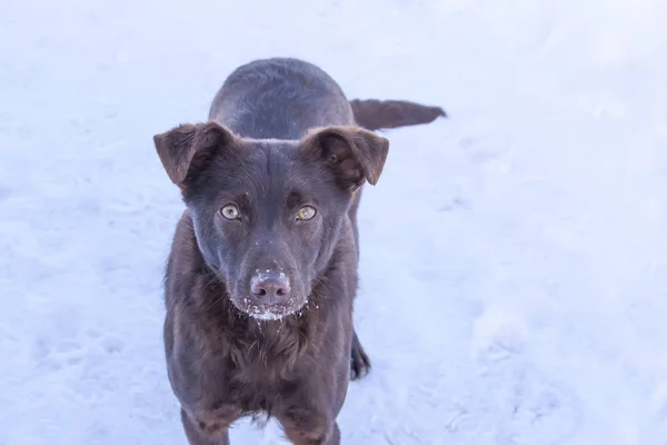 Kış Parkında Kar Üzerinde Sevimli Genç Aktif Bir Köpek — Stok fotoğraf