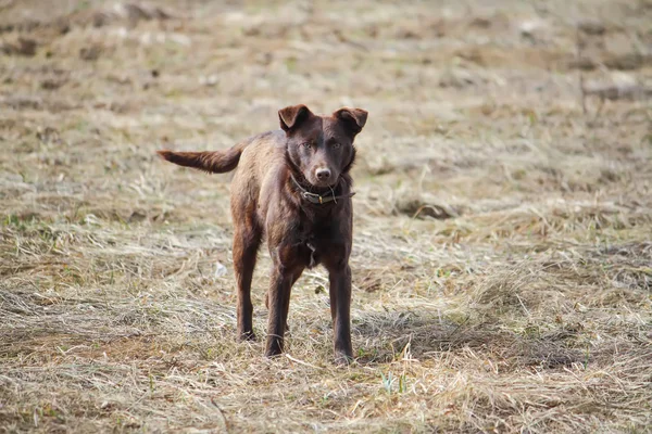 Young active dog outdoors.