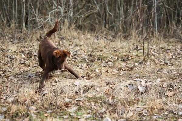 Ung Aktiv Hund Går Utomhus Våren — Stockfoto