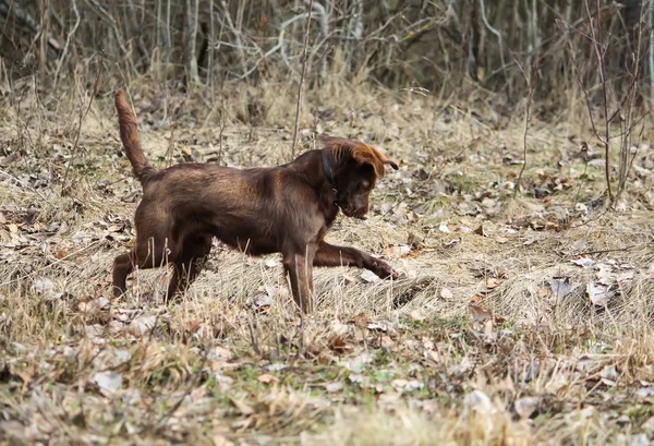 Young active dog walking outdoors at spring.