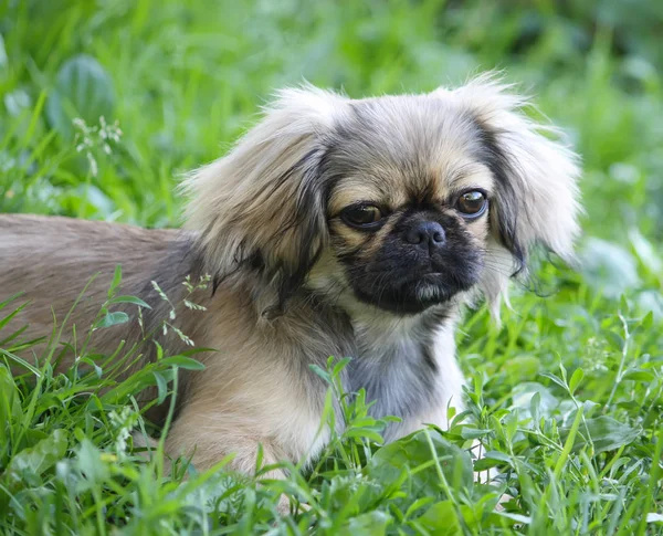 Young Pekingese Dog Outdoors Green Summer Grass Background — ストック写真