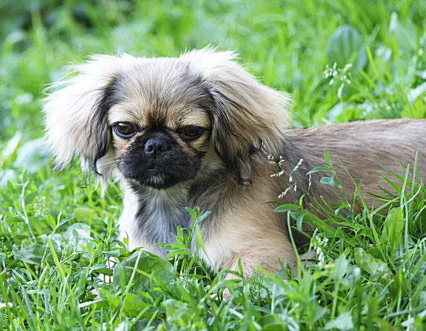 Joven Perro Pekinés Aire Libre Sobre Fondo Hierba Verde Verano —  Fotos de Stock