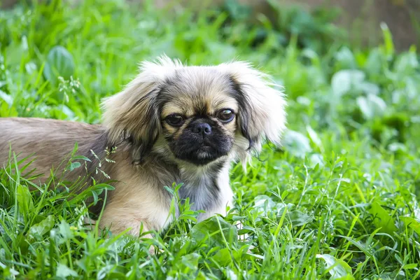 Yeşil yaz çimlerinde genç Pekin köpeği.