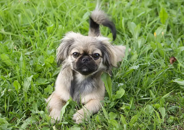 Jeune chien pékinois en plein air . — Photo