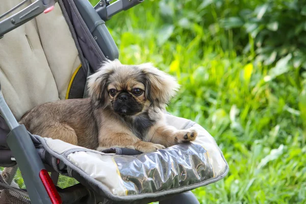 Ung Pekingese Hund Utomhus Sitter Barnvagn Grön Sommar Gräs Bakgrund — Stockfoto