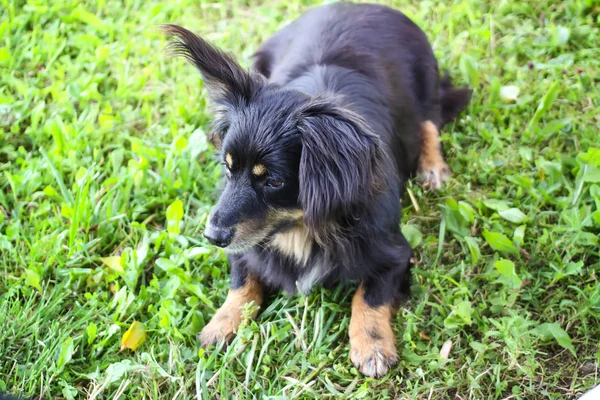 Giovane cane attivo all'aperto su sfondo verde erba estiva . — Foto Stock