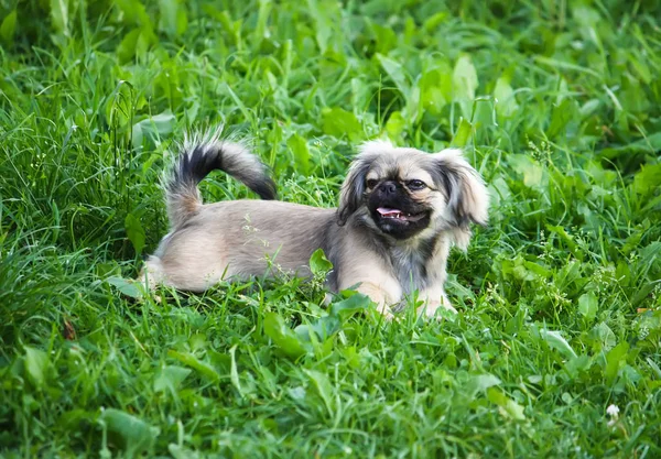 Young pekingese dog outdoors. — Stock Photo, Image