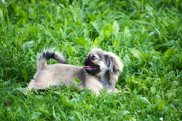 Fiatal pekingi kutya a szabadban. — Stock Fotó