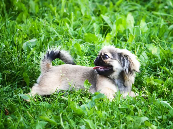 Jeune chien pékinois en plein air . — Photo