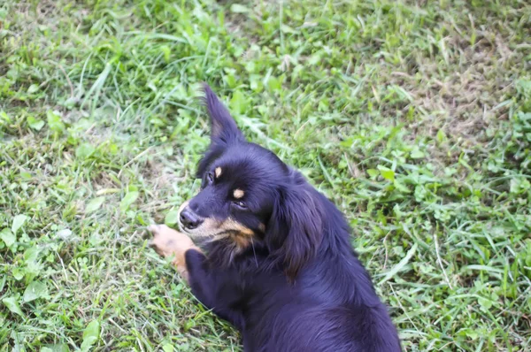 Mladý aktivní pes venku na zelené letní trávě pozadí. — Stock fotografie