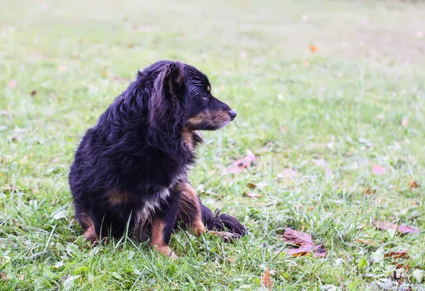 Genç safkan köpek güneşli bir sonbahar gününde çimlerin üzerinde.. — Stok fotoğraf