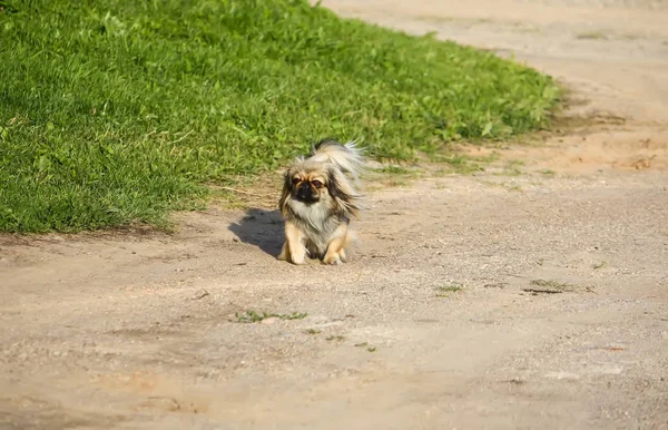 Yeşil yaz çimlerinde genç Pekin köpeği.