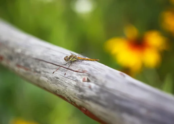 Malá Vážky Dřevěné Tyčce Parku Létě — Stock fotografie