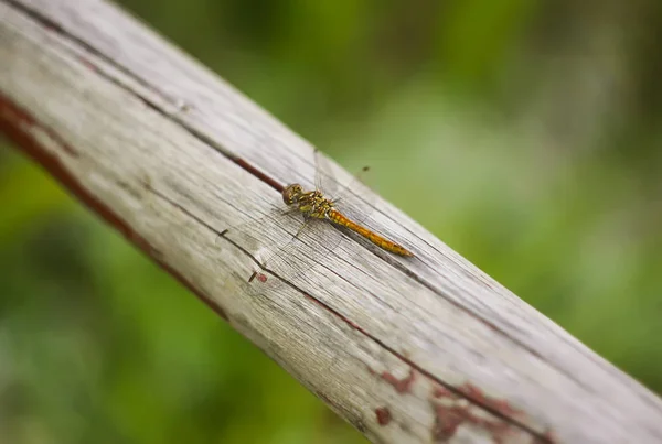 Kleine Libelle Auf Holzstab Sommer Einem Park — Stockfoto